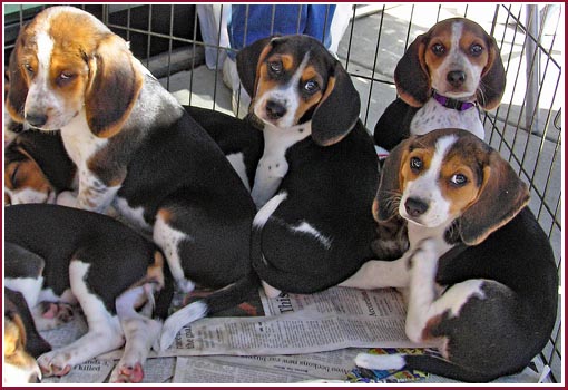 A group of beagle puppies