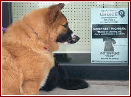 Josie, a foster pet looking for a new home, checks out the sign at the pet supply store hosting this adoption day.
