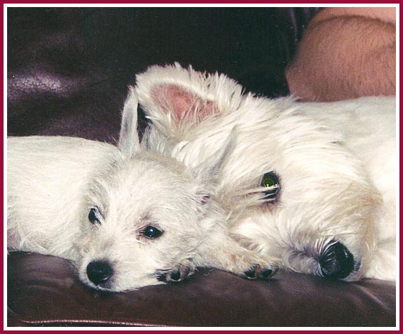 Scratch and her friend Ophelia, soon after Scratch arrived at her new home.