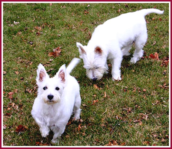 At full grown, Scratch was much smaller than her companion, Ophelia.