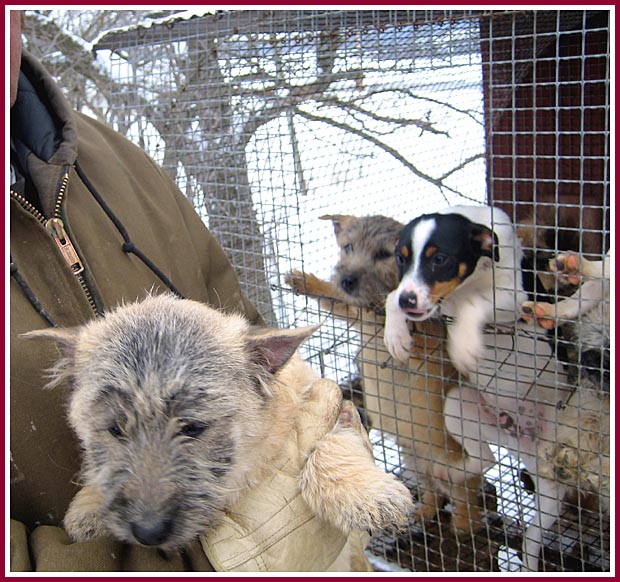 The miller is wearing a heavy jacket and gloves, while the puppies shiver in wire mesh cages in the snow.