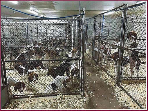 Coonhounds in a commercial breeding facility for research dogs