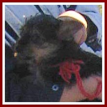 A Mennonite boy holds a puppy prior to the 22 Sept 07 Thorp dog auction. It is possible that this boy has relatives in the dog breeding industry in PA.