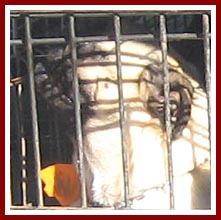 One of several dogs in one of several cages being loaded into an SUV for their trip from one mill to another.