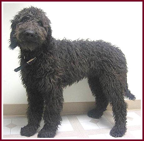 This big black dog is Chip the Golden Doodle.