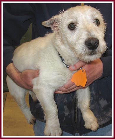 Dusty the West Highland Terrier 