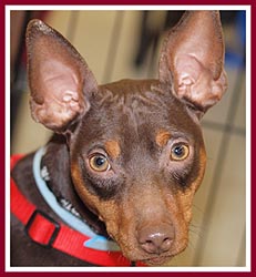 Regulation and inspection assures a good life for the puppies' moms and dads, like this breeder dog.